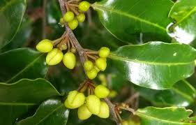 Image result for Peraceae