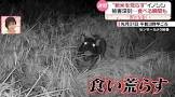 イノシシ (配信者)