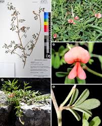 Image result for Indigofera microcarpa