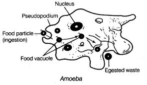 Pin On Extra Questions For Class 7 Science