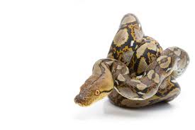 Largest online selection of captive bred reptile pets including pythons, boas, colubrids, lizards, as well as amphibians and invertebrates. 27 Interesting Facts About Boa Constrictors With Pictures Embora Pets