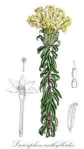 Image result for Gnidia chrysantha