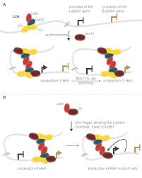 b-thalassemias: paradigmatic diseases for scientific discoveries and  development of innovative therapies