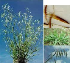 Image result for Bromus