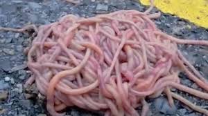 bizarre piles of worms on a Texas road ...