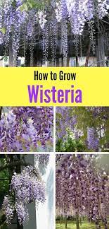 Wisteria How To Grow This Deliciously Fragrant And Gorgeous Flowering Vine Natalie Linda Wisteria How To Grow Low Maintenance Garden Flowering Vines