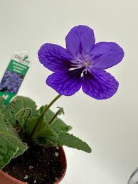 Image result for Streptocarpus kamerunensis