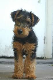 You can order our 2021 sunshine airedalers calendar now! 30 Airedale Puppies Ideas Airedale Puppy Puppies Airedale Terrier