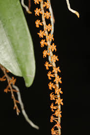 Image result for Tragia hildebrandtii