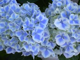 Check spelling or type a new query. Free Light Blue Flower Stock Photo Freeimages Com