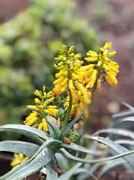 Image result for Cleistochlamys