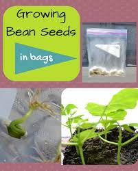 It should hold a fair amount of water, but not be dripping wet. Growing Bean Seeds In Bags Growing Beans Seeds Bean Seeds
