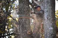 Annual Tree Inspections 2024 - Call Axemen (470) 881-0999