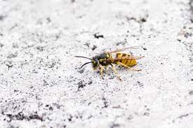 Workers and queens survive the winter by forming a cluster when hive temperatures approach 57° f. Can Wasps Survive Winter Insect Cop