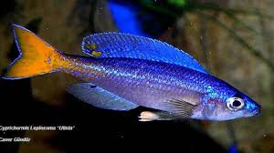 Image result for Cyanotis sp. aff. C. lapidosa