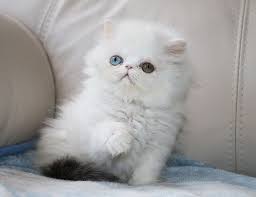 Bengal cats are a kind of exotic cat that has grown significantly in popularity in the last few years. Alfenloch Persian Kittens Ontario Canada And Himalayan Kittens Ontario Canada 2018 Chocolate Kittens Bi Col Persian Kittens Himalayan Kitten Persian Cat