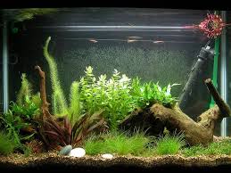 Plants For Betta Fish Betta Fish And Plants Cool Fish Tanks Aquarium Fish Tank Aquarium Landscape