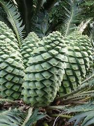 Image result for Encephalartos munchii