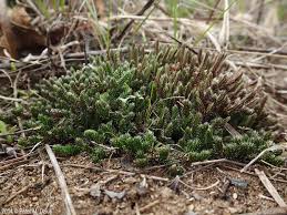 Image result for Selaginella molliceps