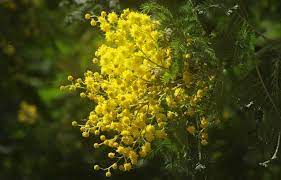 Acacia Dealbata Planting Pruning Care Including How To Grow In Pots