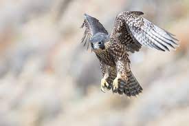 صقر خلفية صورة صقر جاهزة للتصميم والتعديل in 2021 eagle wallpaper celtic zodiac signs animals