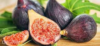 Growing A Bumper Crop Of Figs