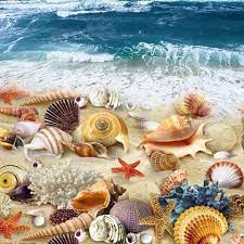 رمزيات خلفيات بحريه قواقع اصداف شاطيء بحر starfish art sea shells area rug decor