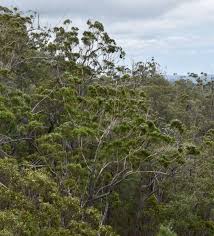 Image result for Eucalyptus cloeziana
