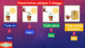 Tumbesaran add to my workbooks (0) download file pdf embed in my website or blog add to google classroom. Sains Tahun 2 Keperluan Asas Tumbuhan Youtube