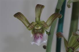 Image result for Eulophia dactylifera