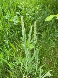 Image result for Holcus