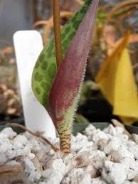 Image result for Strombosiopsis