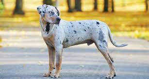 Catahoula Leopard Dog Puppies For Sale Greenfield Puppies Catahoula Leopard Dog Leopard Dog Catahoula Leopard Dog Puppy