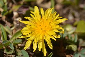 Image result for Taraxacum