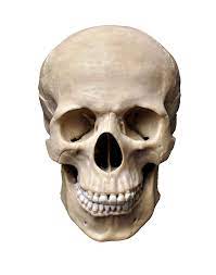 Skull Png Image Skull Human Skull Creative Photos