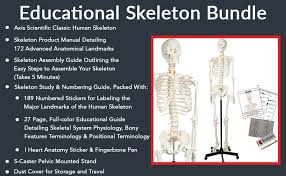 Educational infographic chart for kids, science or language learning. Axis Scientific Human Skeleton Model Anatomy Bundle 5 6 Life Size Skeletal System 206 Bones Interactive Medical Replica 3 Year Warranty Study Guide Adjustable Rolling Stand And Dust Cover Amazon Com Industrial