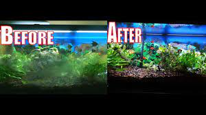 The problem with algae in aquaponics. How To Get Rid Of All Types Of Algae In Seconds In Your Aquarium Youtube