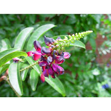 Image result for Millettia