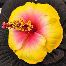 Get deals with coupon and discount code! Flowers Artificial Hibiscus Yellow Buy Cheap And Easy