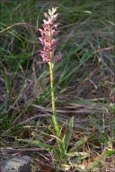 Image result for Vanilla crenulata