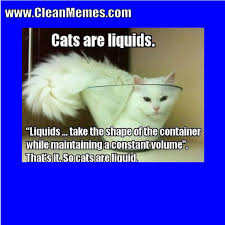 Funny memes pictures enjoy the best collection ever. Cat Memes Page 16 Clean Memes