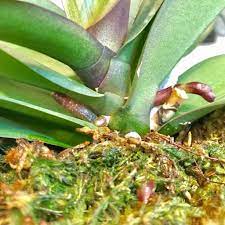Root post has been v… Orchid Root Or Flower Spike