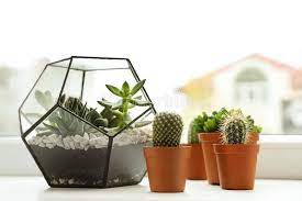 Most pictures taken on interior landscape accounts that i manage. 48 024 Indoor Plants Photos Free Royalty Free Stock Photos From Dreamstime