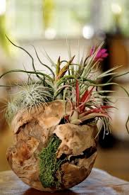 Check spelling or type a new query. 50 Creative Ideas To Display Your Air Plants In A Most Spectacular Way