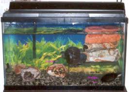African sideneck turtle sexing help. Welcome To Turtsville