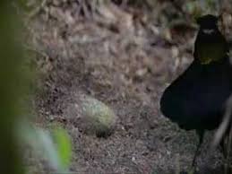 Bird Of Paradise Mating Dance Funny These Birds Are Funny My Favorite Is The Bird At The End Of The Video With The Blue Face Bird Feathers Birds Crazy Bird