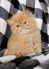 Kittens for sale tabby /tortoiseshell. Red Persian Cats Red Persian Kittens Orange Cats Persian Himalayan Kittens For Sale In A Rainbow Of Colors In Business For 32 Years