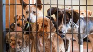 Thinking outside the box to save lives. Dallas Animal Services Waiving All Adoption Fees For Black Friday Cyber Monday