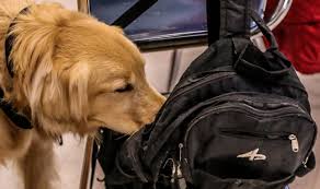 And apparently, there is a reason for that. Op Ed Do Our Black Students Matter A Call To End Drug Sniffing Dogs At Schools The South Pasadenan South Pasadena News