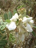 Image result for Tephrosia vogelii